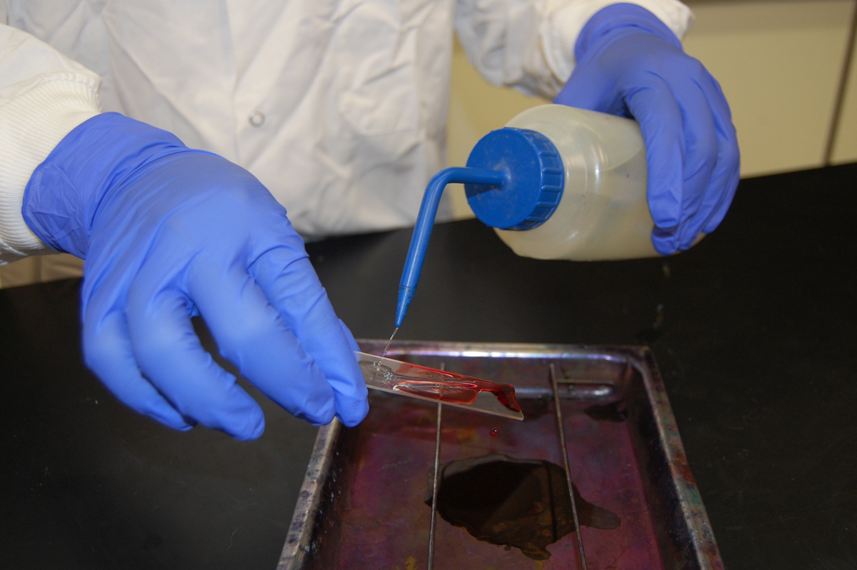 Photograph showing how to wash stain off the slide using water.